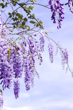 Wisteria bitkisinin çiçek açma ayrıntıları 