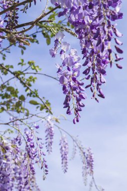 Wisteria sinensis mor çiçekler ve mavi gökyüzü