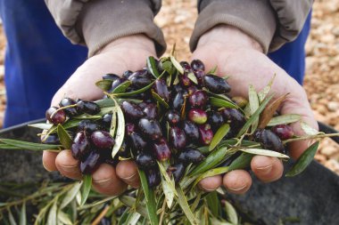 Zeytin hasadı yakın plan görüntüsü