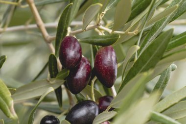 Zeytin ağacı meyveleri kapanıyor
