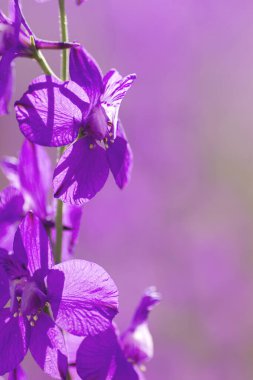 Consolida ajacis, kapat.