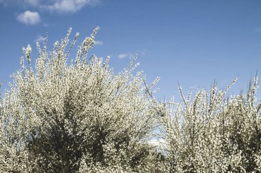 İlkbaharda çiçek açan Retama çalıları 