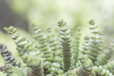 Crassula perforata bitkisinin ayrıntıları 
