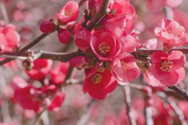 Chaenomeles japonica çiçeklerinin ayrıntıları 
