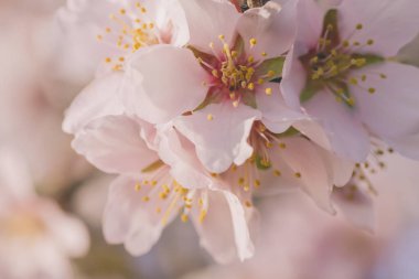Badem çiçekleri makro fotoğraf