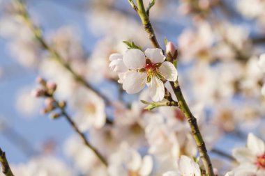 Badem çiçeği yakın.