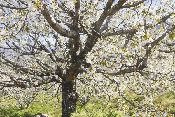 Árbol Cerezo Bloming Con Primavera Conlas Flores —  Fotos de Stock