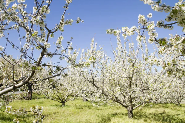 Våren Landskap Valle Del Jerte Med Körsbärsträd Blosso — Stockfoto