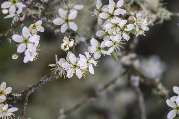 Krataegus Monogyna Vagy Galagonya Virágzik Tavasszal — Stock Fotó