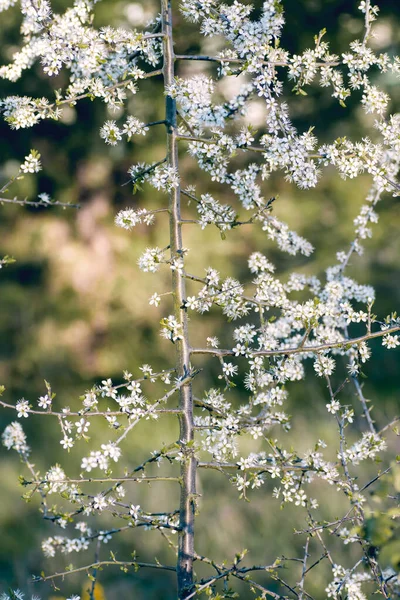 Crataegus Monogyna Hawthorn Blooming Spring — Stock Photo, Image