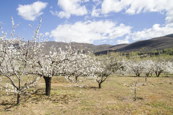 스페인 발레델예 테에서 재배하는 벚나무 — 스톡 사진