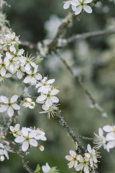 Hawthorn White Flowers Close View — Stock Photo, Image