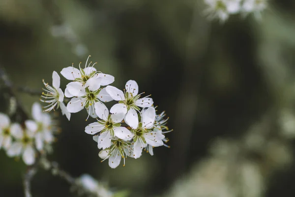 Flores Espino Cerca —  Fotos de Stock