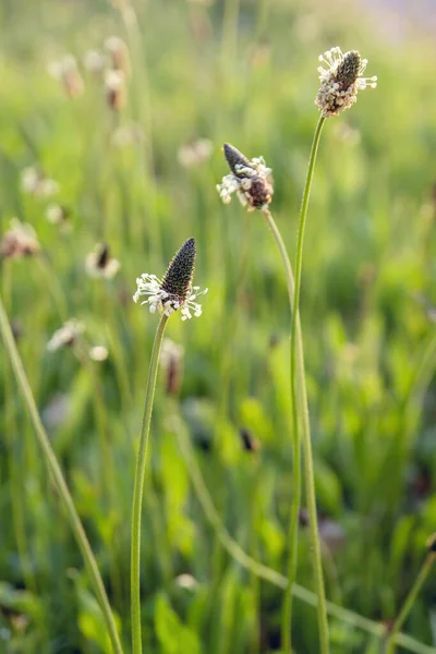 Plantago Major Flowers Close View — Stock Photo, Image