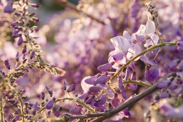 Wisteria Sinensis Пурпурные Цветы Цветущие Весной — стоковое фото