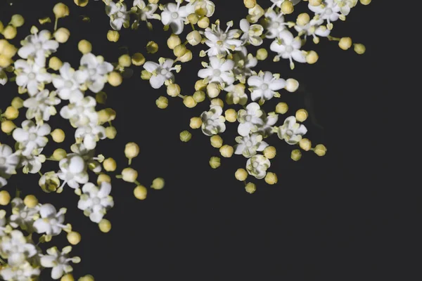 Zwarte Vlier Witte Bloemen Detail — Stockfoto