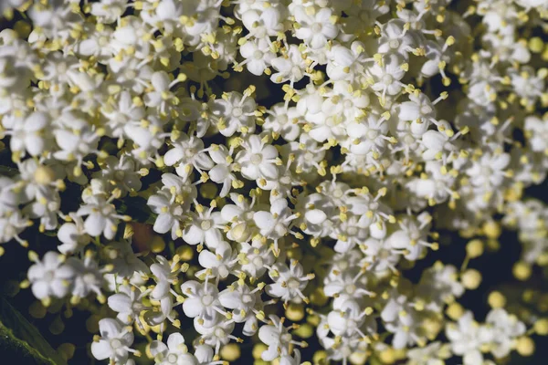 Idősebb Fehér Virágok Közelednek — Stock Fotó