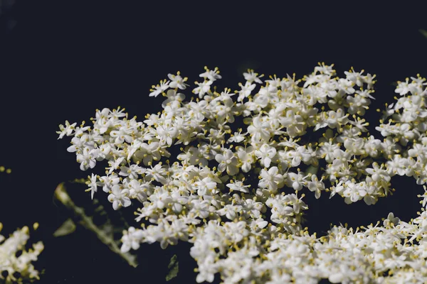Чёрные Бурые Белые Цветы — стоковое фото
