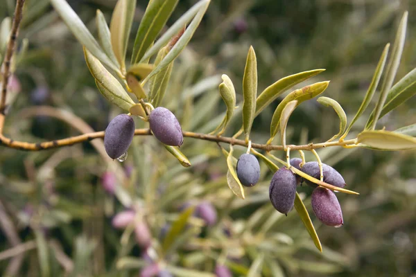 Olive Tree Fruits Close — Stock Photo, Image