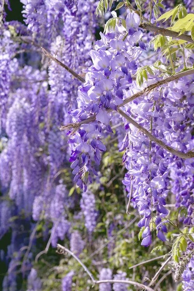 Wisteria flowers close up