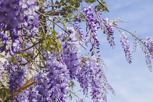 Wisteria purple flowers and blue springtime sky