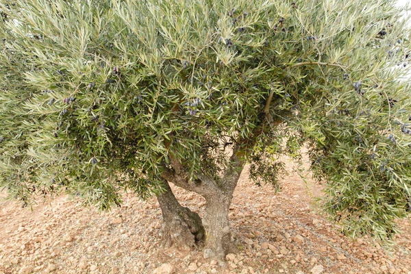 Olea Europaea Meyve Dolu Zeytin Ağacı — Stok fotoğraf