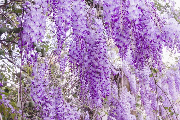 Wisteria Çiçekleri Istila Ediyor — Stok fotoğraf