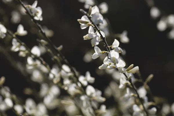 レタマ白花の詳細ページ — ストック写真