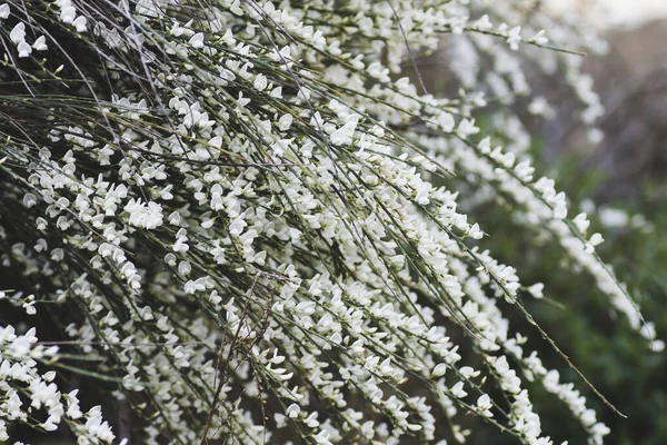 春に開花する霊山植物 — ストック写真