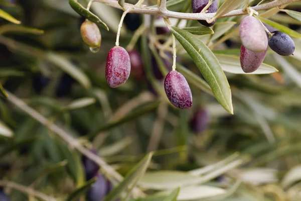 Aceitunas Picuales Olivo — Foto de Stock