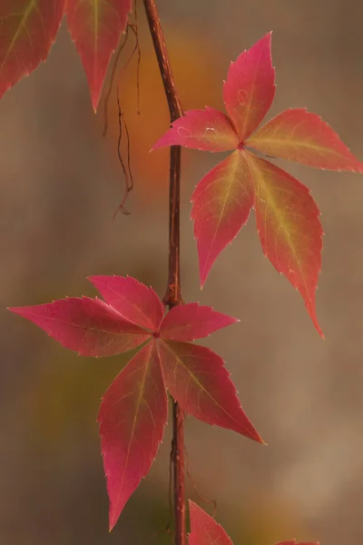 Podzimní Ponechání Detailního Pohledu — Stock fotografie