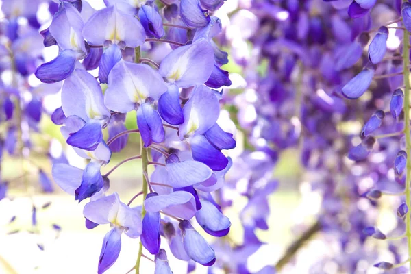 Dettaglio Fiori Glicine Viola Fiore Primaverile — Foto Stock