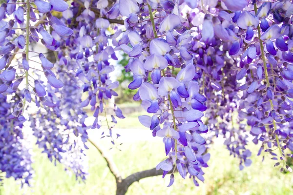 Glicine Fiorito Primavera — Foto Stock