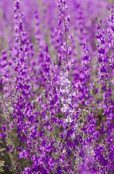 Lila Och Vita Konsolidera Ajacis Blommor — Stockfoto