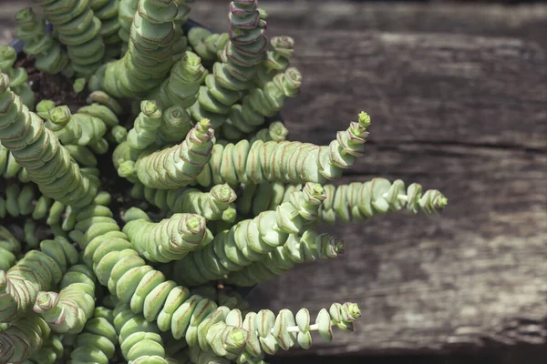 Crassula Perforata Perto — Fotografia de Stock