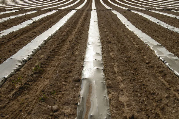 rows of vegetable beds with plastic mulch on farmland