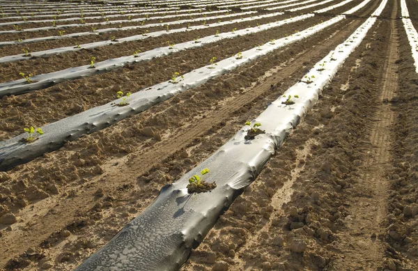 Plastic mulch protecting crops of the weeds