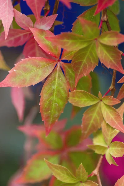 Πολύχρωμα Φθινοπωρινά Αμπελόφυλλα Κοντά — Φωτογραφία Αρχείου