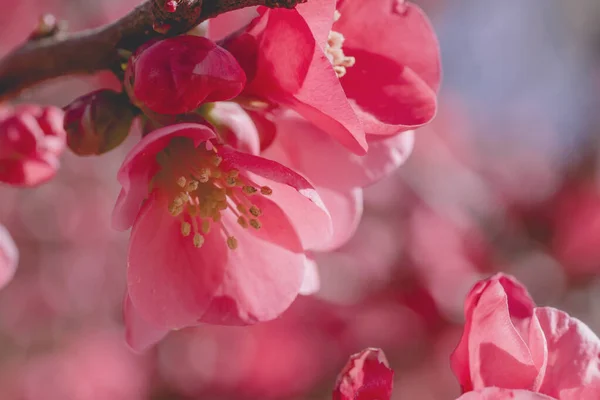 Chaenomeles Japonica Flores Cor Rosa Perto — Fotografia de Stock