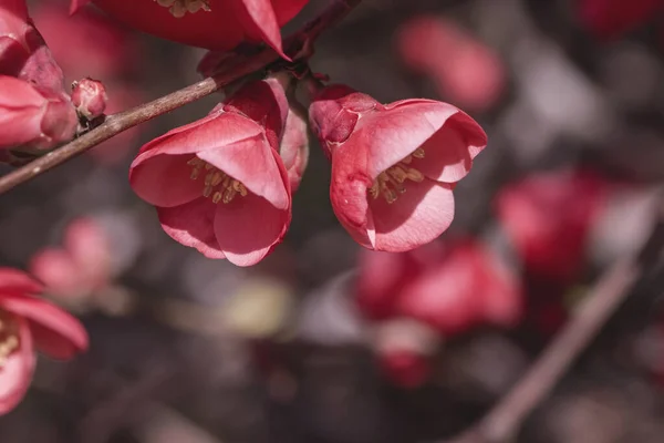 Chaenomeles Japonica Flowers Detail — Stock Photo, Image