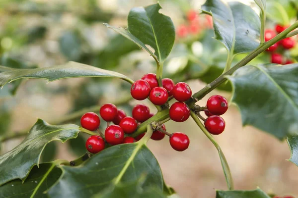Holly Czerwone Owoce Szczegół — Zdjęcie stockowe