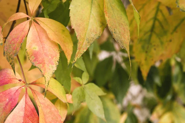 Detail Van Kleurrijke Herfstwijnbladeren — Stockfoto
