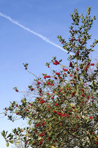 Wild holly tree with red berries