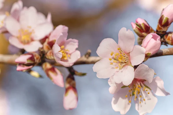 Mandelbaum Rosa Blüten Blühen Aus Nächster Nähe — Stockfoto