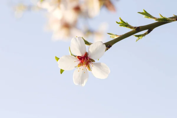 Almond Tree Flower Close — Stock Photo, Image