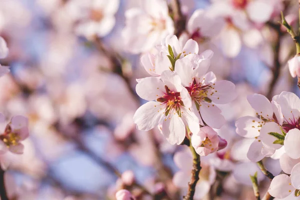 Mandelblüten Aus Nächster Nähe — Stockfoto