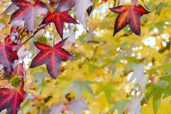 Folhas Bordo Outonal Coloridas — Fotografia de Stock