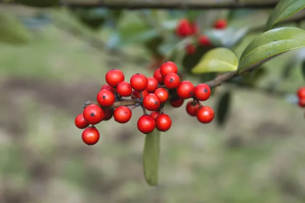 Dettaglio Bacche Rosse Agrifoglio — Foto Stock