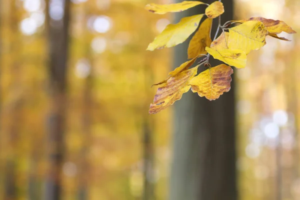 Beech tree autumnal foliage close up