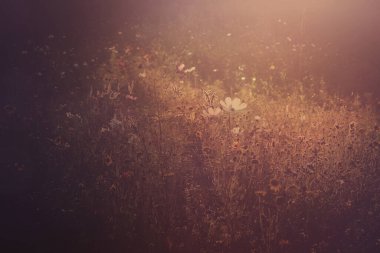 Vahşi çiçeklerle dolu bir tarlada gün batımı ışığı, soyut bahar zamanı bac